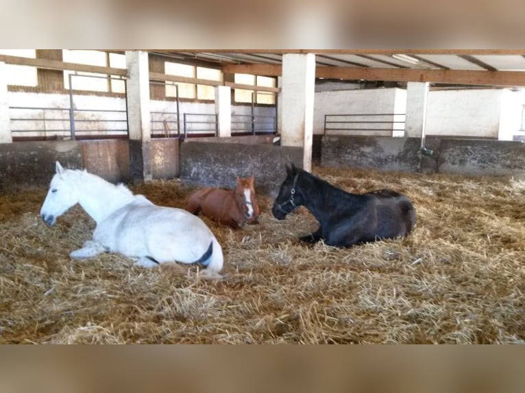 Provisionsfrei: Namhafte Reitanlage mit 2 Reithallen, Reitplatz und 514 kWp Photovoltaik-Anlage