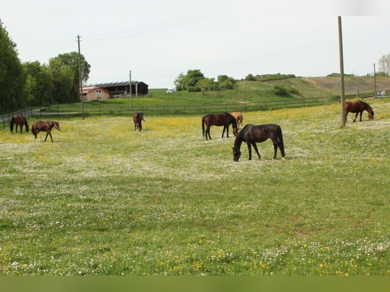 Provisionsfrei: Namhafte Reitanlage mit 2 Reithallen, Reitplatz und 514 kWp Photovoltaik-Anlage