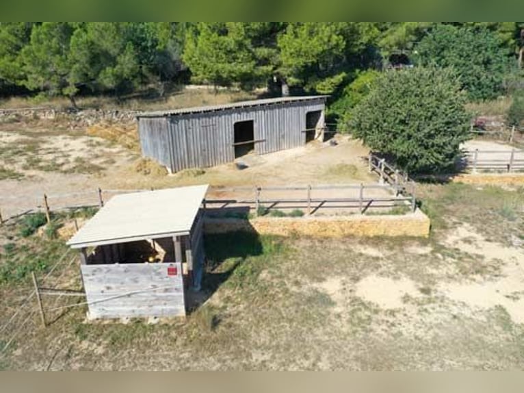 Ref2531 Spanien, Valencia, Monserrat - Finca mit Pferdestall zu verkaufen!
