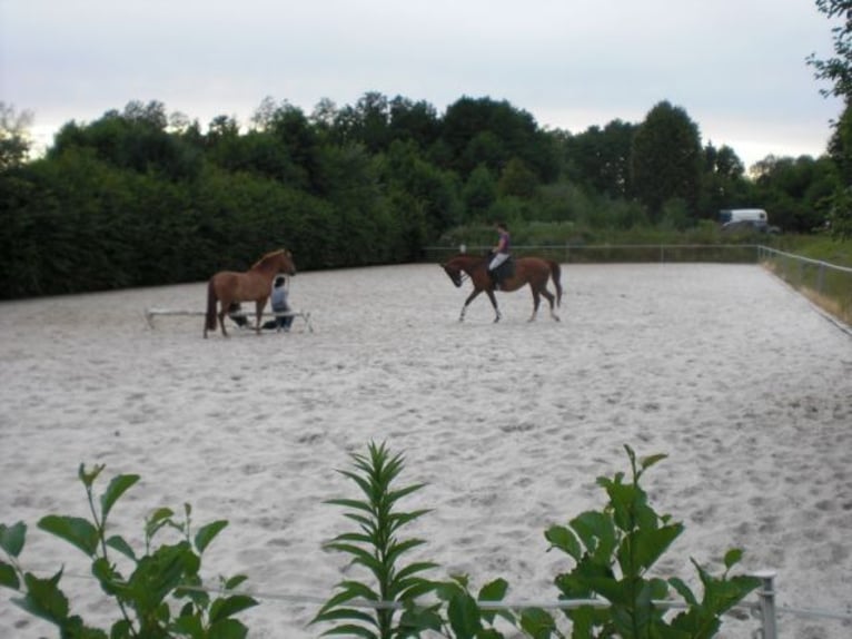 Reitanlage bei Dresden - Anteil