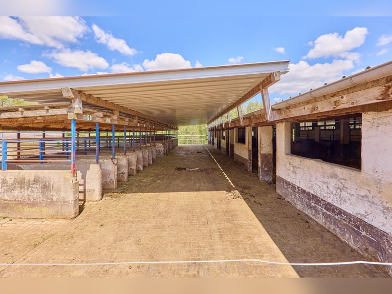 Reitanlage bei Villingen-Schwenningen mit lukrativer PV-Anlage, zwei Reithallen in traumhafter Lage!