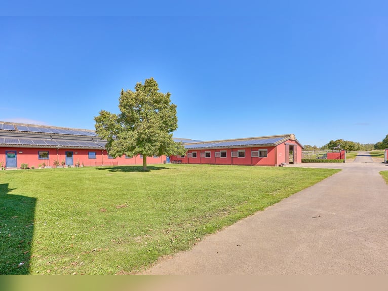 Reitanlage im Pferdepark im Maifeld – in Mitten des Sonderbaugebietes “Wohnen mit Pferden” in Lonnig Reitanlage im Pferdepark im Maifeld – in Mitten des Sonderbaugebietes “Wohnen mit Pferden” in Lonnig