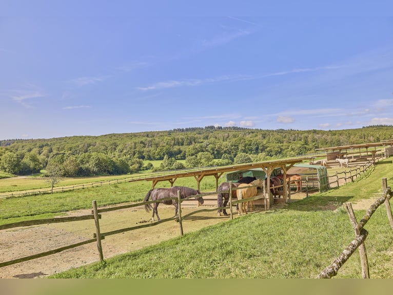 Reitanlage im Rheingau zu verkaufen – Parelli Seminarzentrum in Geisenheim mit Erweiterungspotenzial