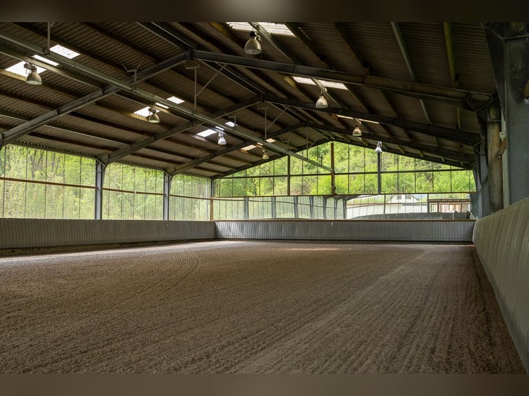 Reitanlage im Saarland bei St.Wendel in malerischer Alleinlage zu verkaufen!