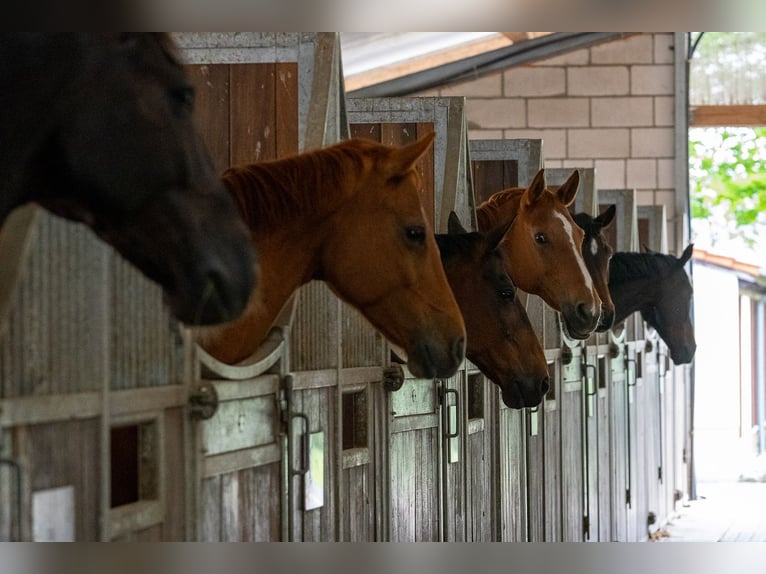 Reitanlage in Alleinlage bei St.Wendel zu verkaufen – fast 15 Hektar Land im Eigentum!