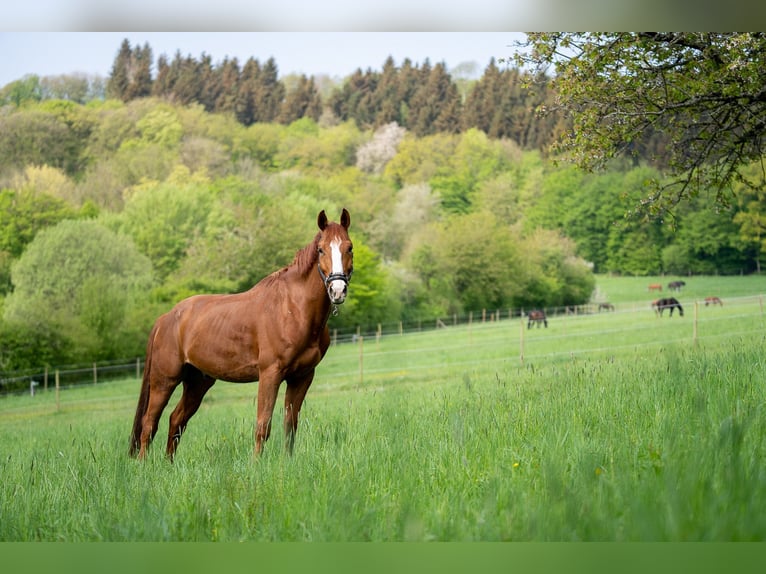 Reitanlage in Alleinlage bei St.Wendel zu verkaufen – fast 15 Hektar Land im Eigentum!