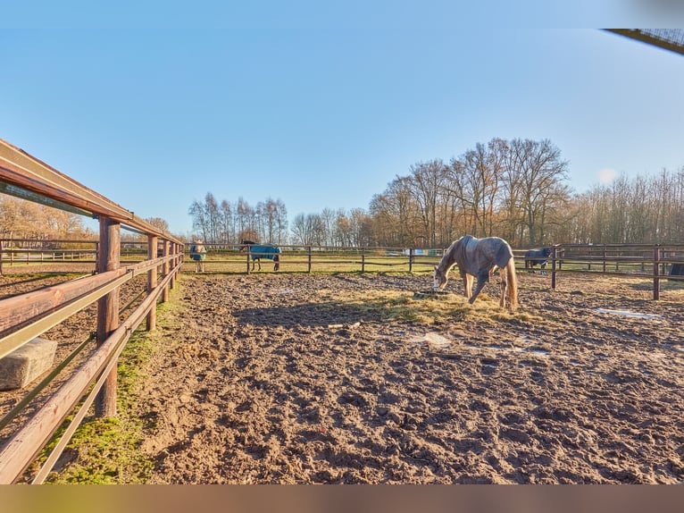 Reitanlage in Niedersachsen (Landkreis Uelzen) mit Wohn- und Gästehaus zu verkaufen!