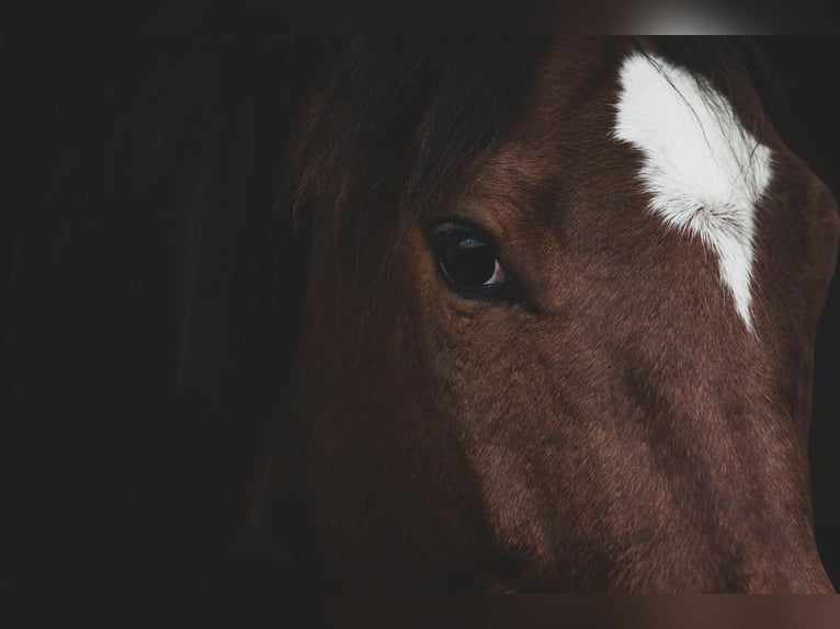 Reitanlage in Nordrhein-Westfalen im exklusiven Segment– Diskreter Verkauf (Secret Sale)