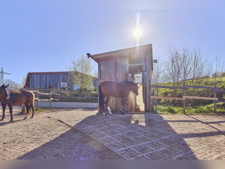 Reitanlage in Rheinland-Pfalz – moderner Aktivstall im Donnersbergkreis!