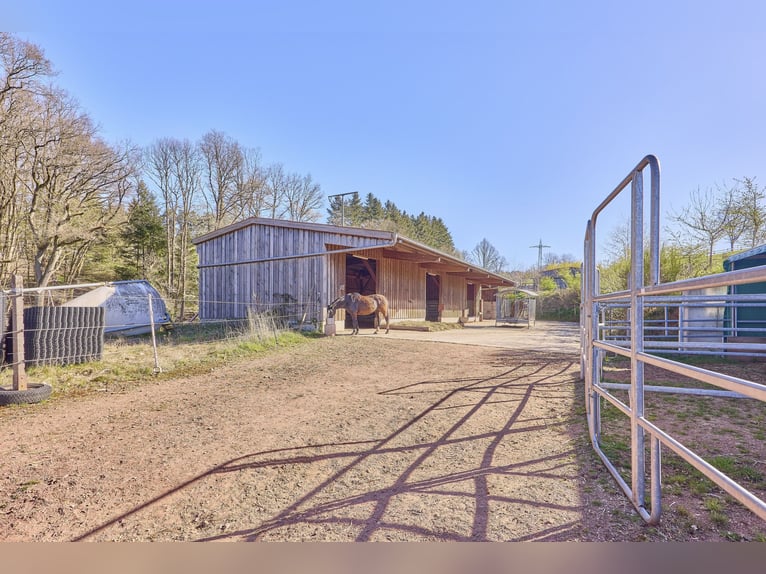Reitanlage in Rheinland-Pfalz – moderner Aktivstall im Donnersbergkreis!