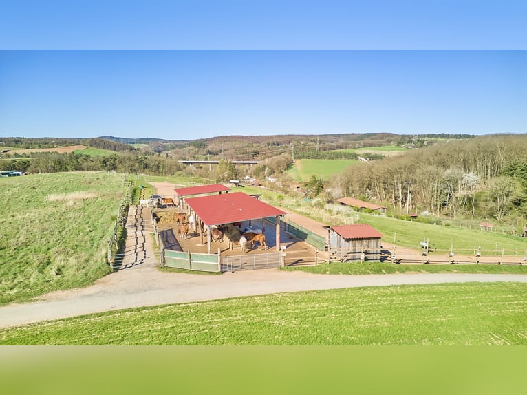 Reitanlage in Rheinland-Pfalz – moderner Aktivstall im Donnersbergkreis!