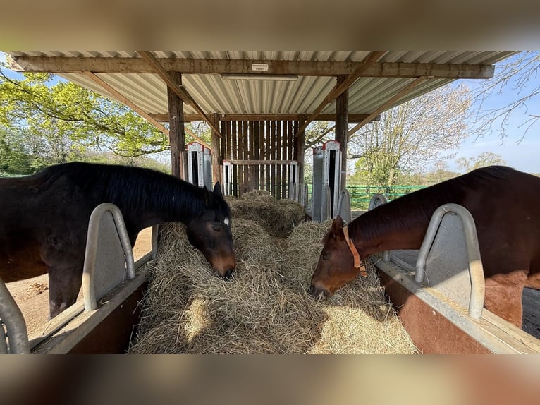 Reitanlage mit 60er Halle zu verkaufen