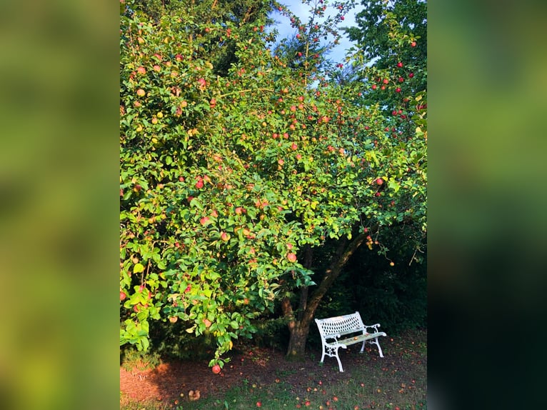 Reitanlage mit Reithalle im Werratal – privates Pferdeparadies auf 6.359 m²