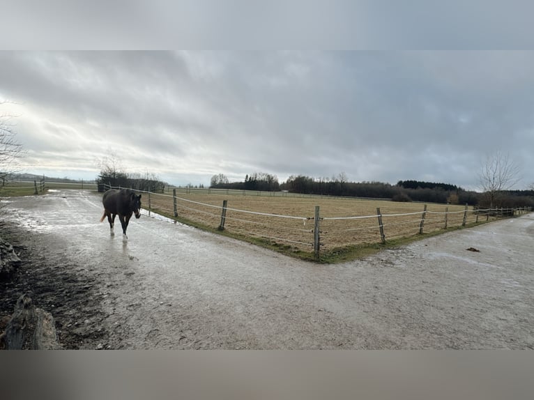 Reitanlage mit Wohnhaus, arrondierten Flächen und moderner PV-Anlage