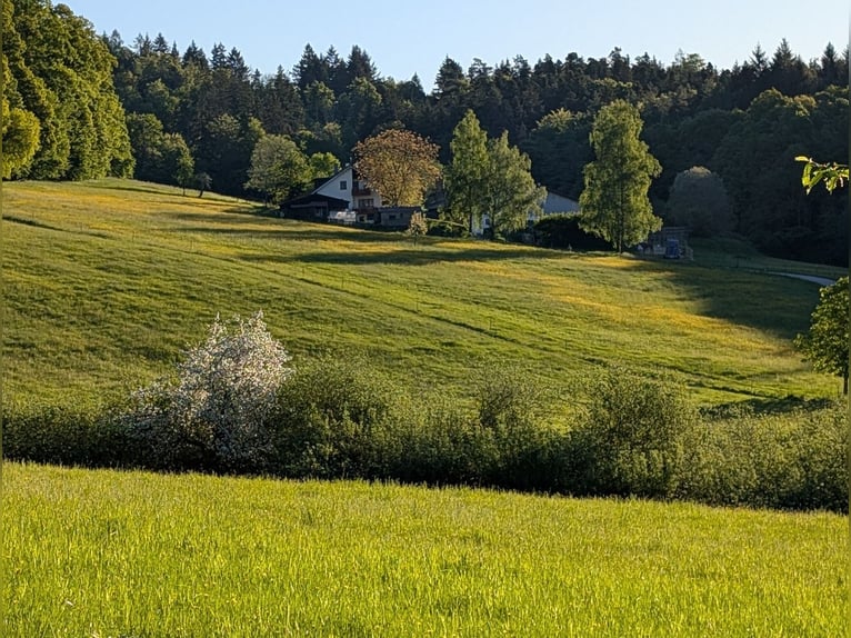 Reitanlage mit Zweifamilienhaus aktuellen Gutachten Preis Verhandlungssache