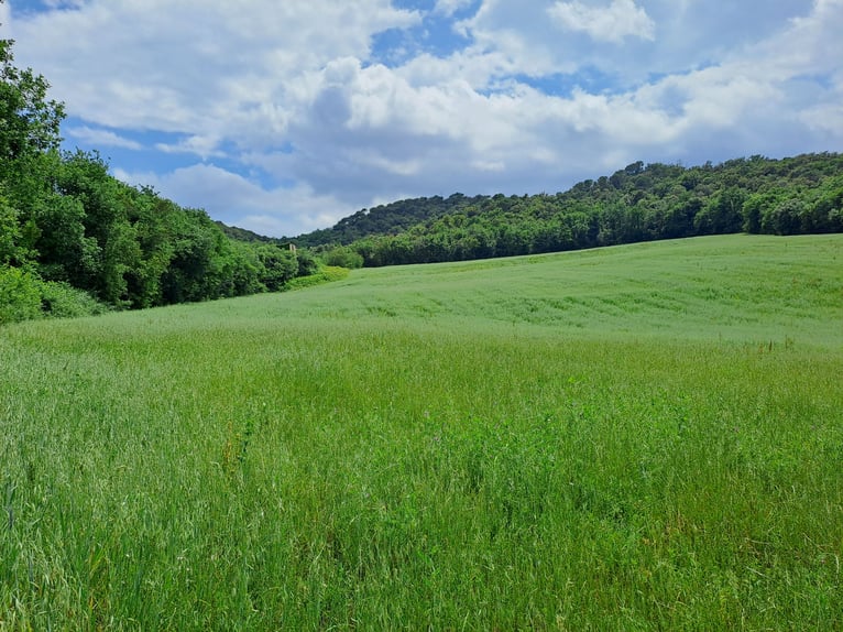 Reiterhof in Girona-Costa Brava, vielfältige Nutzungsmöglichkeiten