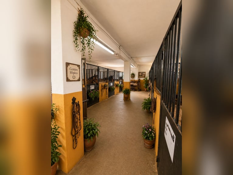 Reiterhof mit 1 Hektar Land plus 300 m² Wohnfläche