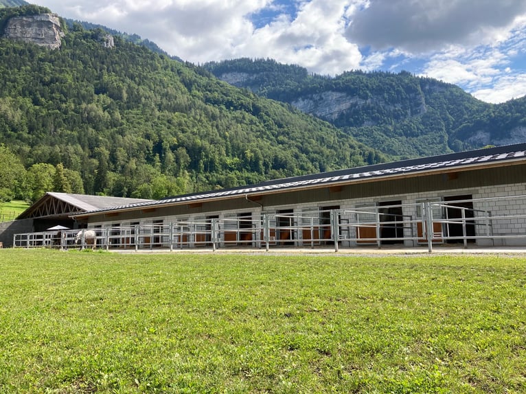 Reitsportanlage für den professionellen Bedarf in der Schweiz
