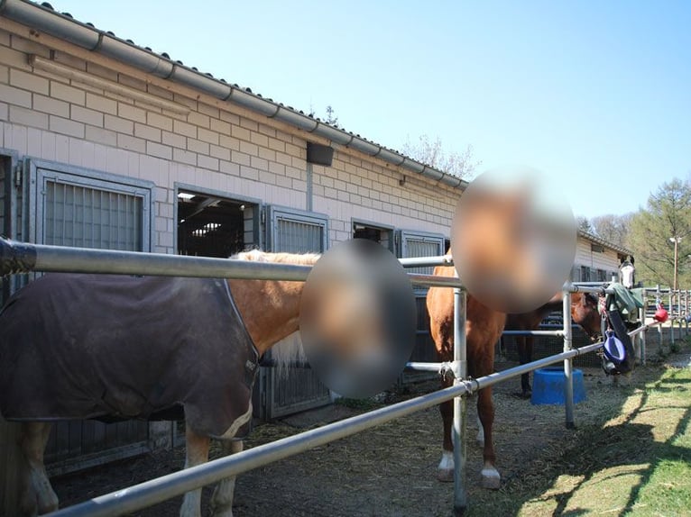Reitsportanlage mit hochwertigem und modernem Einfamilienhaus und fünf Hektar Land