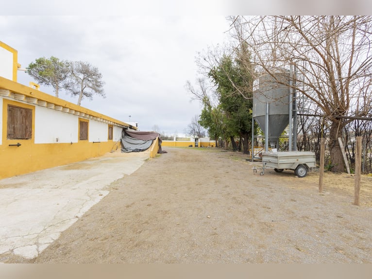 Reitstall und Chalet in der Nähe von Valencia zu verkaufen