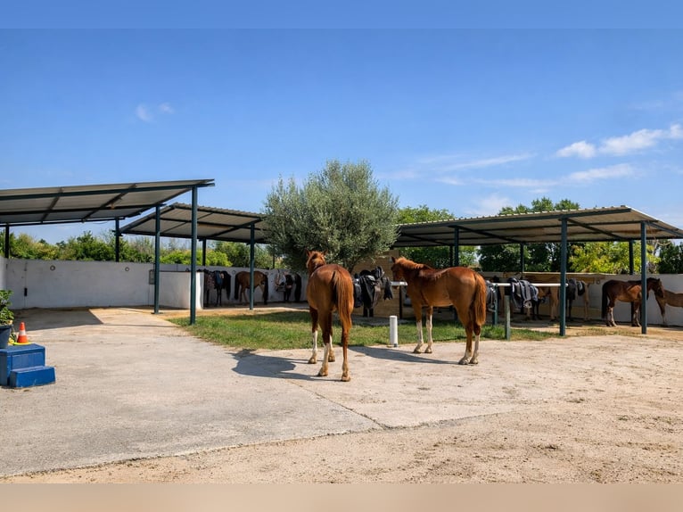 Reitzentrum in Castellón // Reitzentrum in Castellón Süd