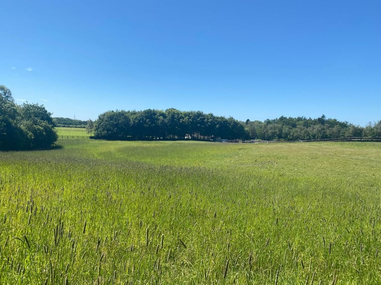 Saniertes Wohnhaus  mit 6 Pferdeboxen, Reitpaltz, Weiden mit Holzzaun ( 8ha Land) in Alleinlage