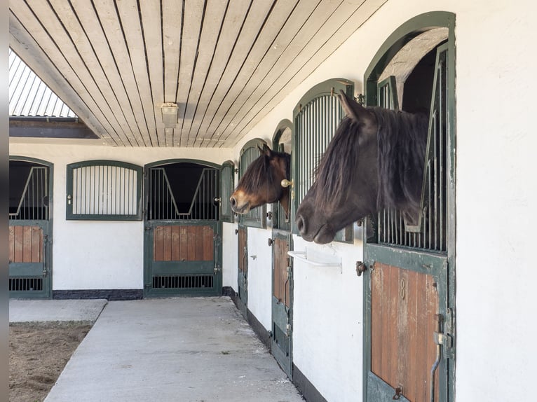 Springfield Farm – Eine exklusive Liegenschaft mit internationalem Potenzial, 8 ha