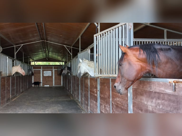 Stables and paddock for rent in Tarifa (Cádiz)