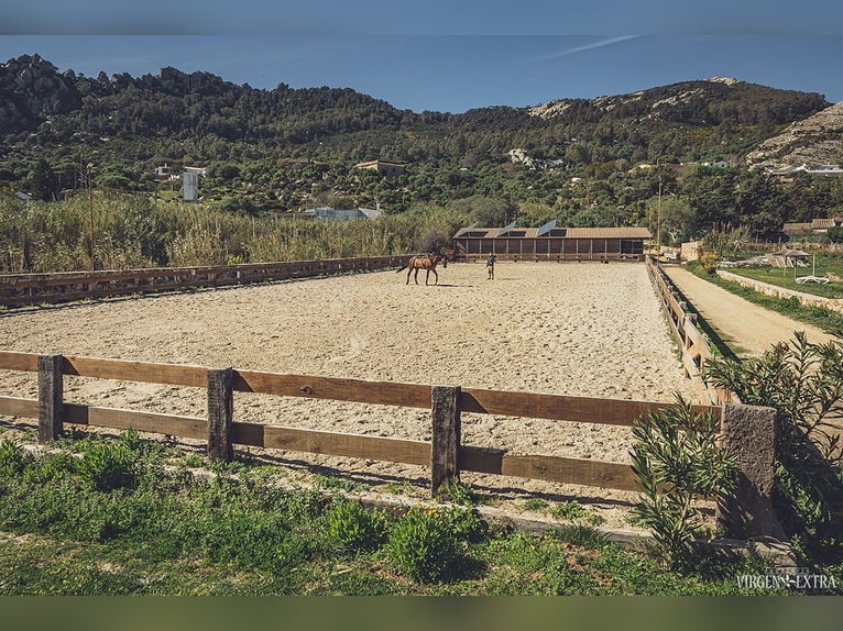 Stables and paddock for rent in Tarifa (Cádiz)