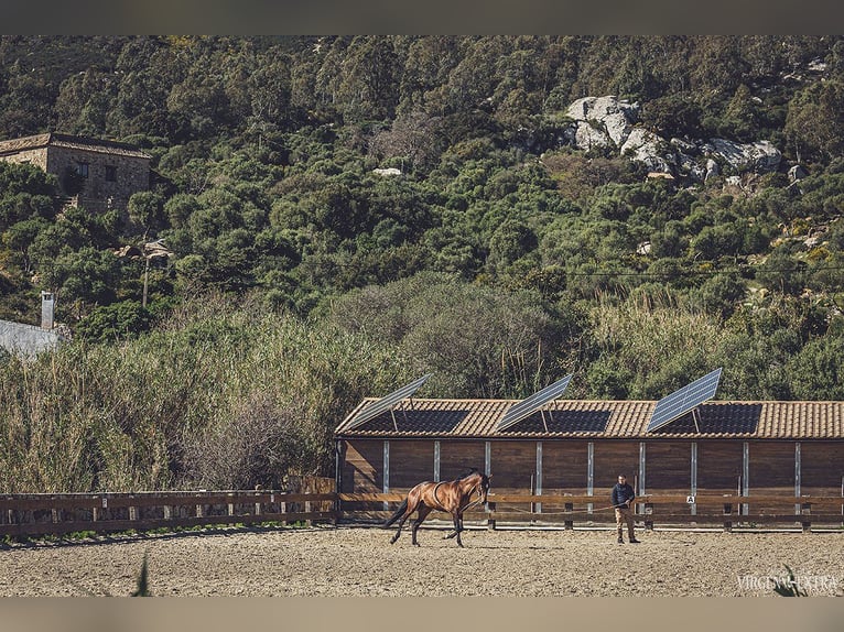 Stables and paddock for rent in Tarifa (Cádiz)