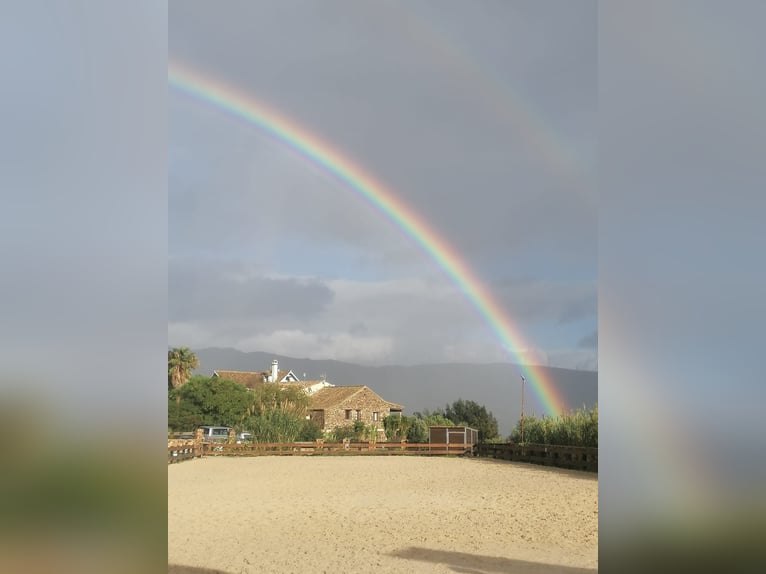 Stables and paddock for rent in Tarifa (Cádiz)