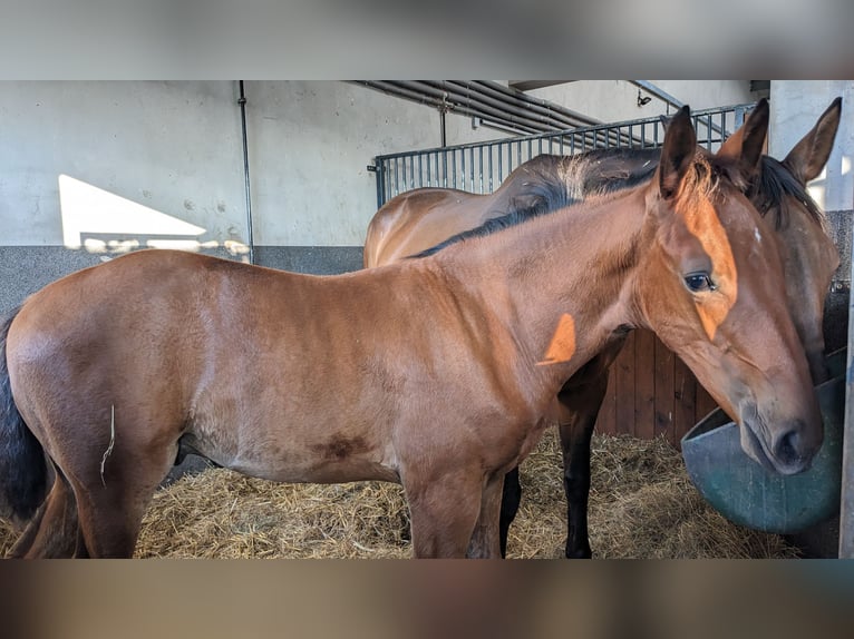 Stadnina koni z dusza i możliwościami inwestycyjnymi