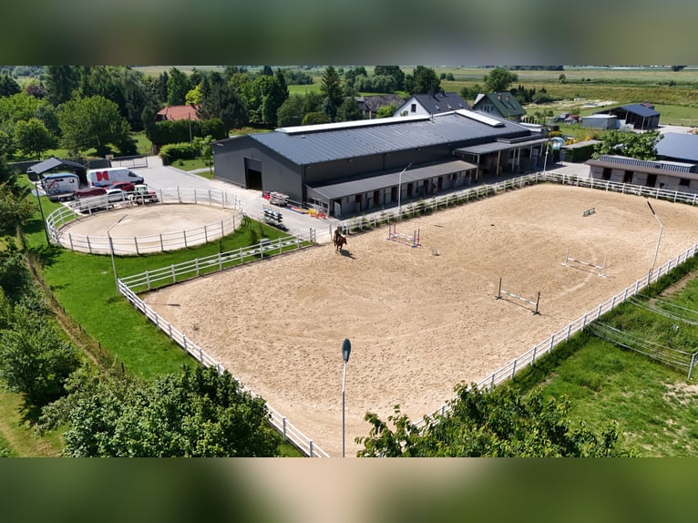 Stadnina koni z dusza i możliwościami inwestycyjnymi