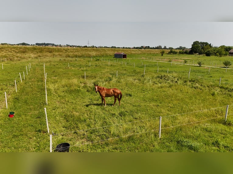 Stadnina koni z dusza i możliwościami inwestycyjnymi
