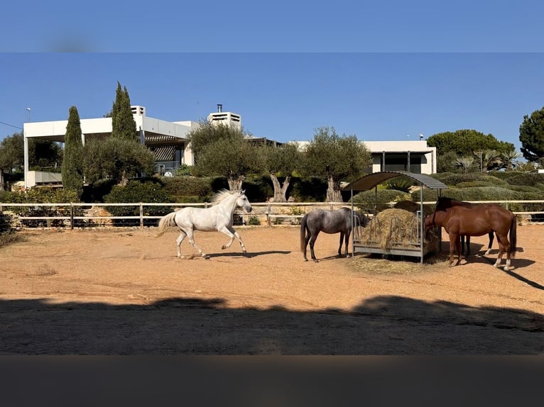 Stilvolles Wohnen mit erstklassige Reitanlage In Algarve Portugal