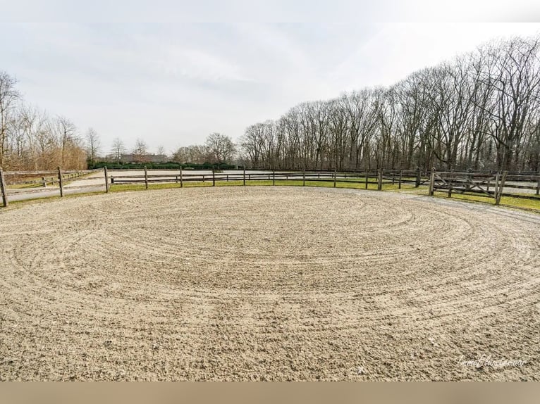 Stoeterij 'De Roshoeve' op ca. 2,4 ha te Geel