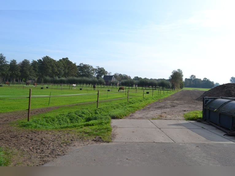 Te huur aangeboden een professionele paarden manege/complex/stallen