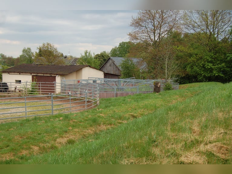 Tinkersstoeterij in Zuid west Polen