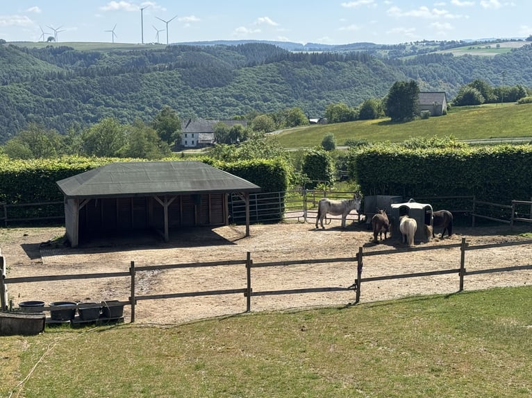 Traumhafte große Reitanlage in Panorama-Lage zwischen Trier und Luxemburg