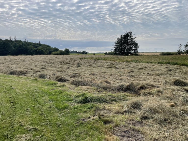 Traumhaftes Reetdachanwesen auf 1,8ha vor Sylt