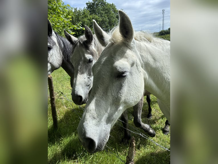 Traumhaftes Reetdachanwesen auf 1,8ha vor Sylt