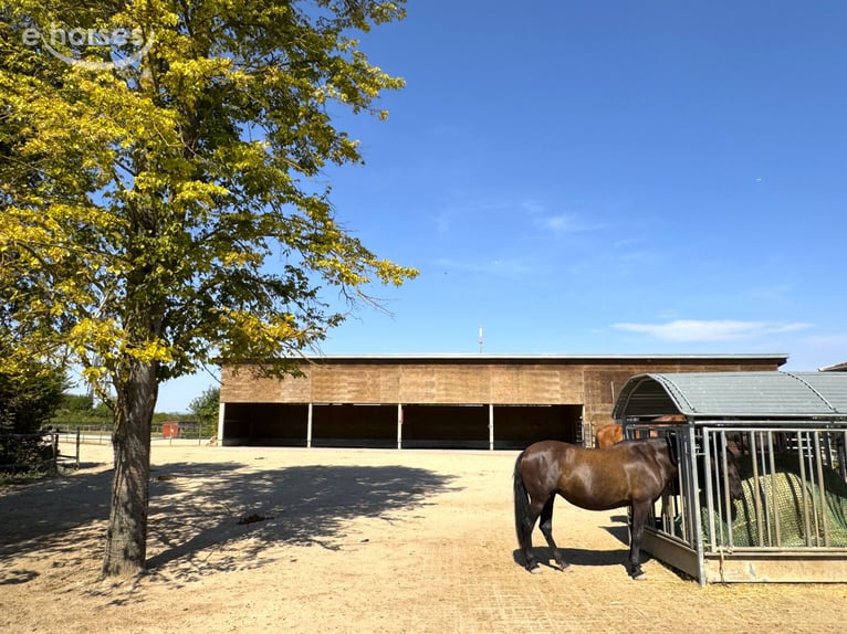 Villa in moderner Architektursprache mit 60m Reithalle & innovativem Haltungskonzept V14935