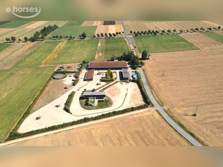 Villa in moderner Architektursprache mit 60m Reithalle & innovativem Haltungskonzept V14935