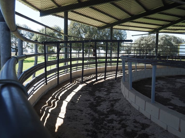 Voll ausgestattete Pferdefinca – 24 ha – Cáceres