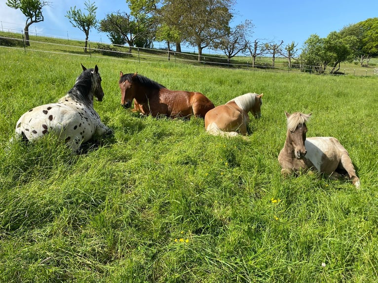 Wohnhaus (3 WE) mit Offen/Boxen-Stall/Paddock Trail, Reitplatz, Werkstatthalle, PV - SOFORT frei