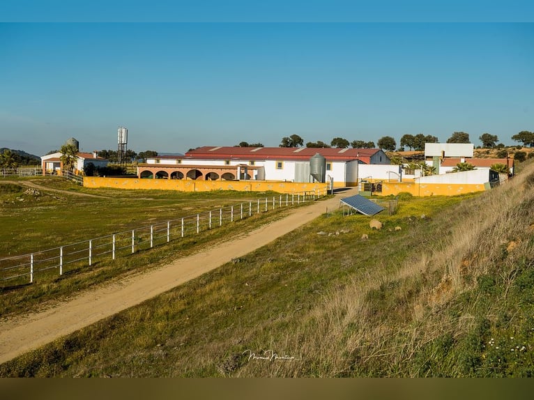 Wunderschare Farm für Pferde, vollständig ausgestattet