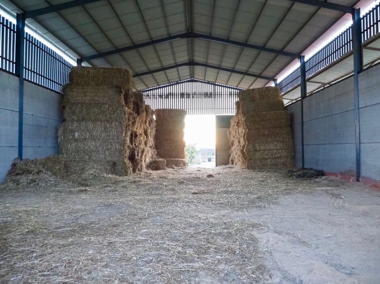 Wunderschare Farm für Pferde, vollständig ausgestattet