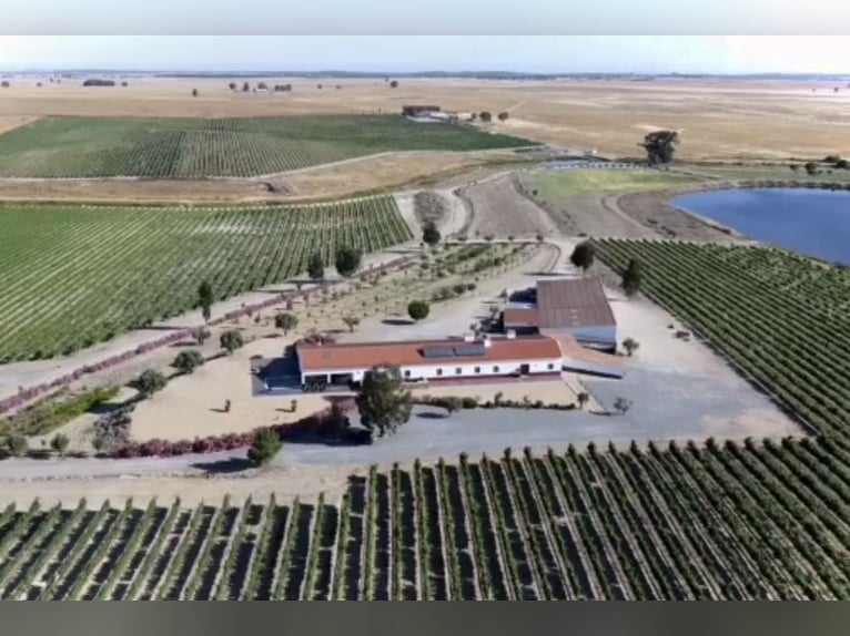 Wunderschliches Anwesen mit Weinbergen und Unterkünften für den Weintourismus.