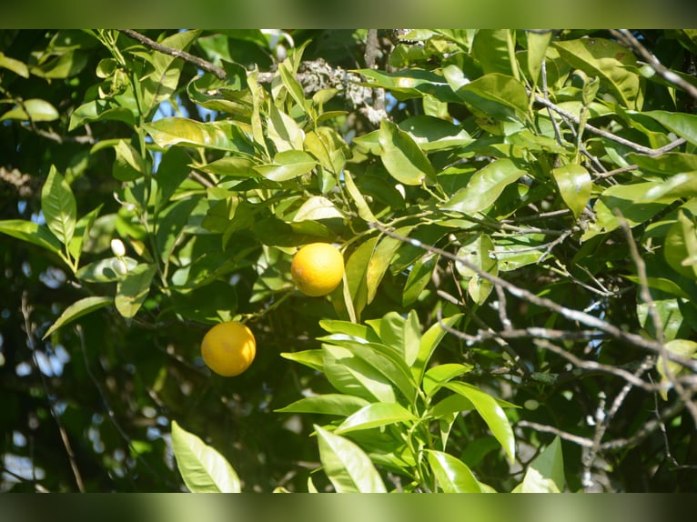 Wunderschöne Finca inmitten herrlicher Natur