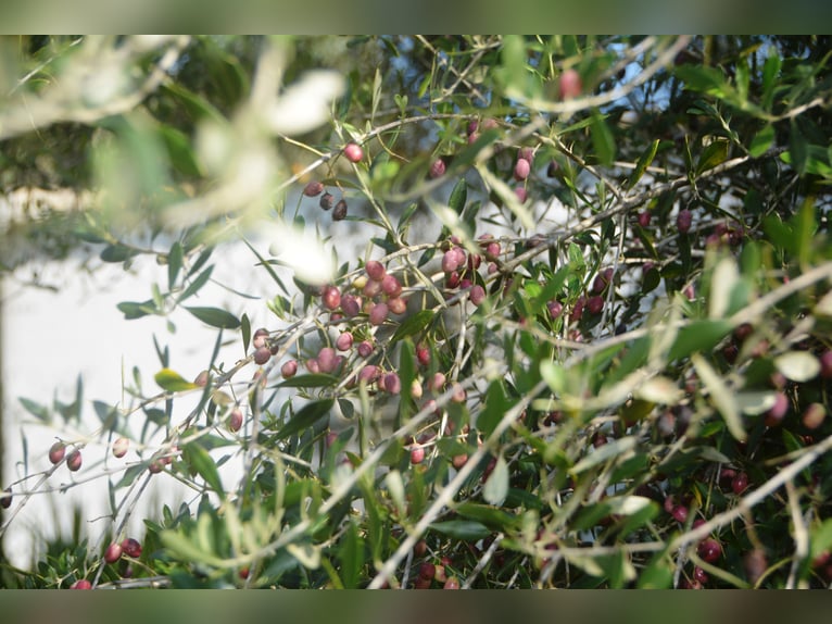 Wunderschöne Finca inmitten herrlicher Natur